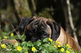 BULLMASTIFF 446